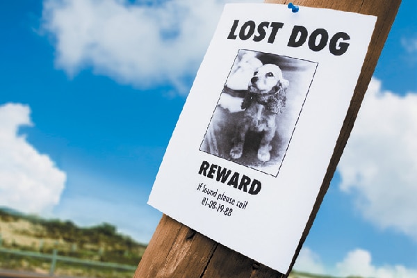 Lost dog poster. 