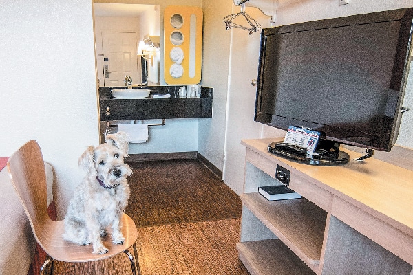 Motel 6 is a dog-friendly hotel chain. 