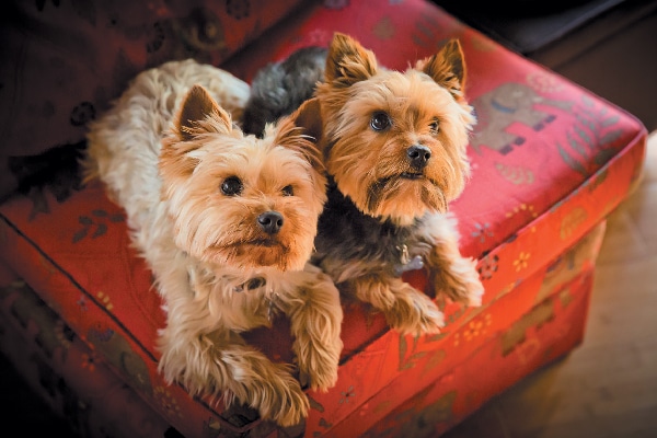 Two happy dogs hanging out on a playdate.