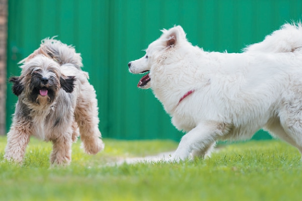 Two dogs playing outside.