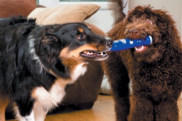 Two dogs playing tug of war with a toy. 