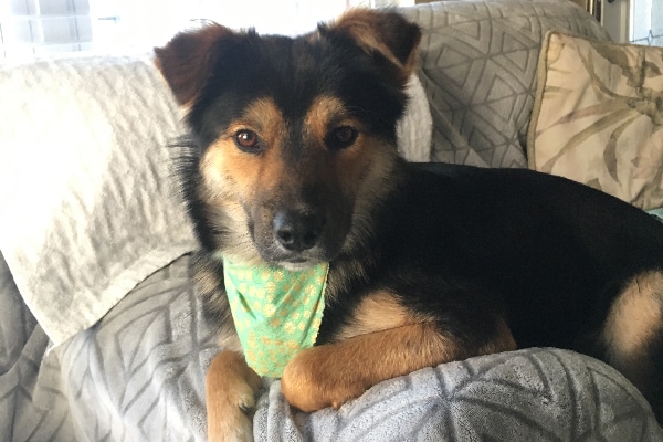 One of Stephanie's dog meat trade rescues, Zeus.