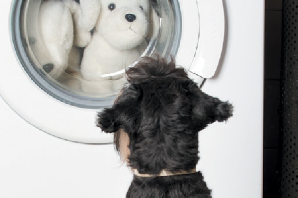A dog watching his toys getting cleaned. 