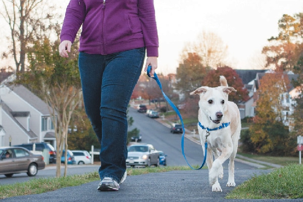 EasyWalk Harness from PetSafe (petsafe.com).