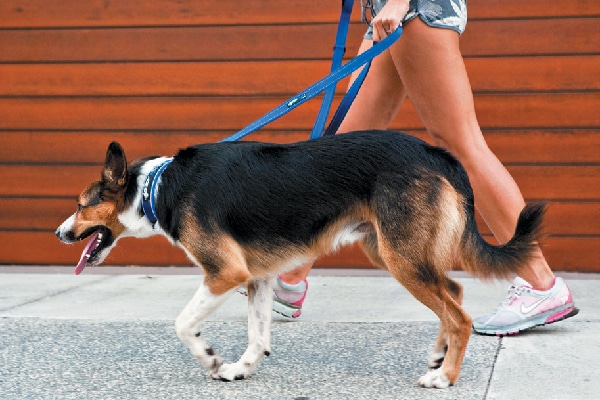 EzyDog Soft trainer leash (store.ezydog.com).