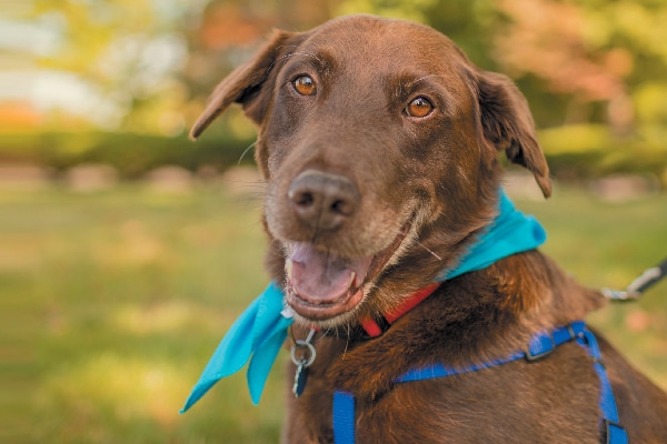 Happy dog on harness and leash. 