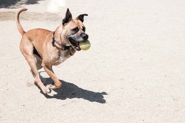 A specially abled dog going on a run.