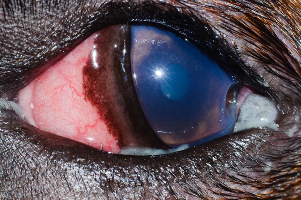 "This is a deep corneal ulcer with a divot," Dr. Alario says. "It was caused by that eyelid mass you see in the corner. The dog also has very small distichia (extra eyelashes) along the lower eyelid."