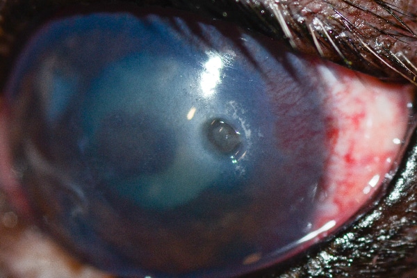 "This is a typical deep ulcer that you can tell is deep because there is a divot," Dr. Alario says. "There are blood vessels growing towards it on the cornea to help it heal."