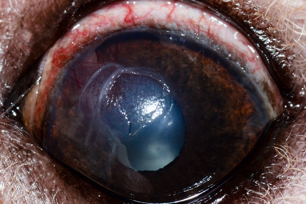"This is an example of an indolent ulcer," Dr. Alario says. "These are the ulcers that affect older dogs (mostly boxers). You can see there is a rip in the surface of the cornea (epithelium) but no divot. This is the type of ulcer that needs to be debrided (ideally by an ophthalmologist, though so vets can do this)."
