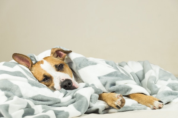 Is Benadryl safe for dogs