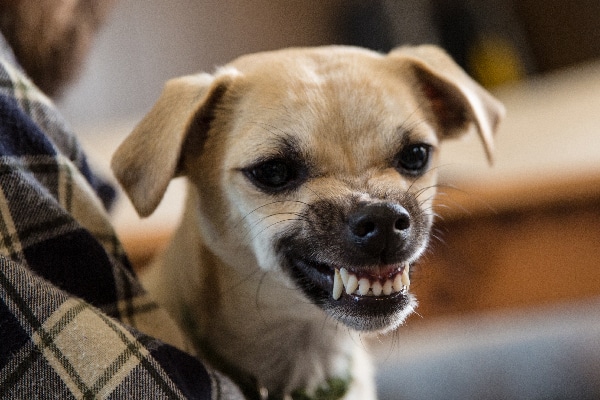 A dog baring his teeth, about to bite.