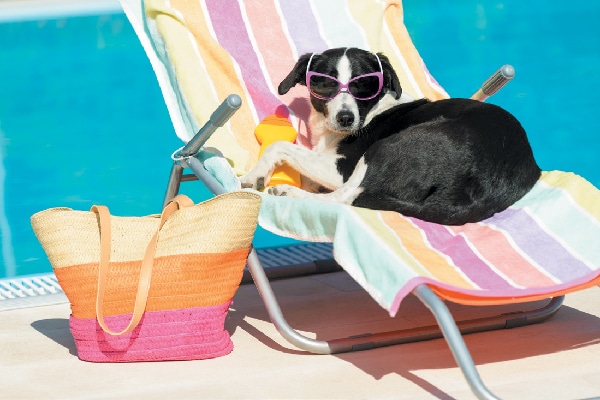 A dog on a beach chair by the pool with sunglasses. 