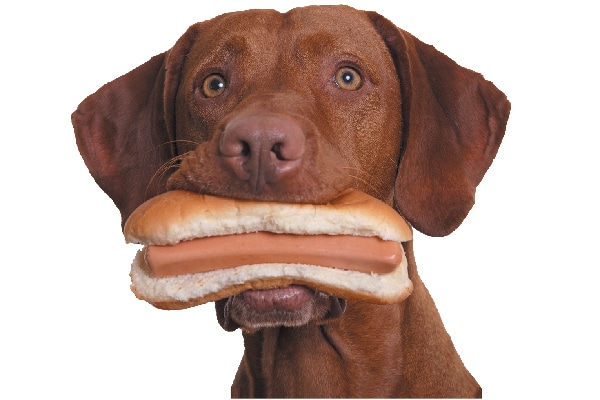 A dog with a hot dog in his mouth. 