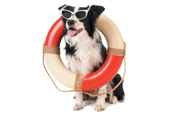 A dog with sunglasses and a life saver on. 