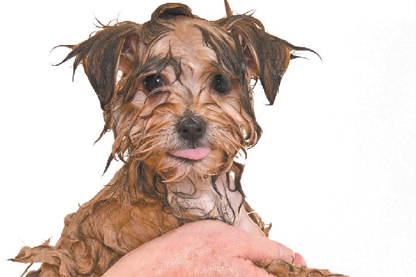 A wet dog getting a bath. 