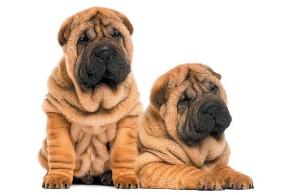 Two wrinkled Shar-Pei puppies rest side-by-side.