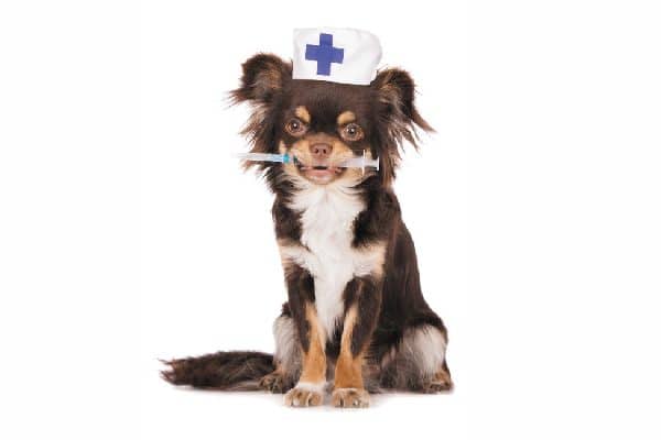 Dog holding a vaccine with a white first-aid hat on.