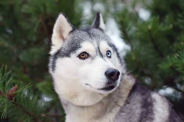 Siberian Husky with two different-colored eyes. 