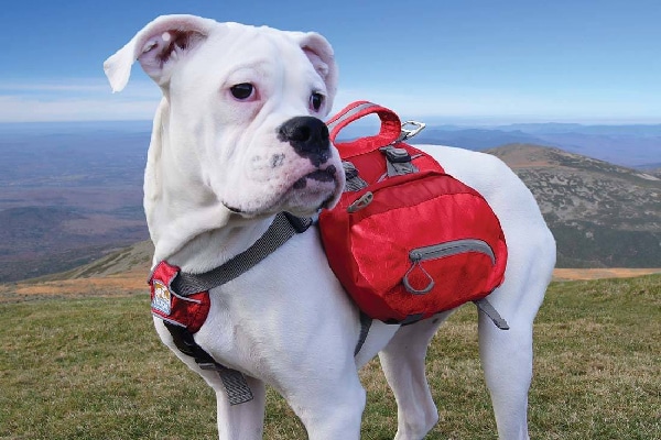 BAXTER DOG BACKPACK, Kurgo ($50). kurgo.com