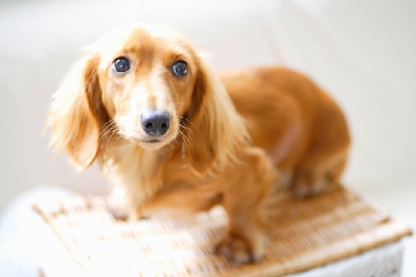 mini smooth haired dachshund