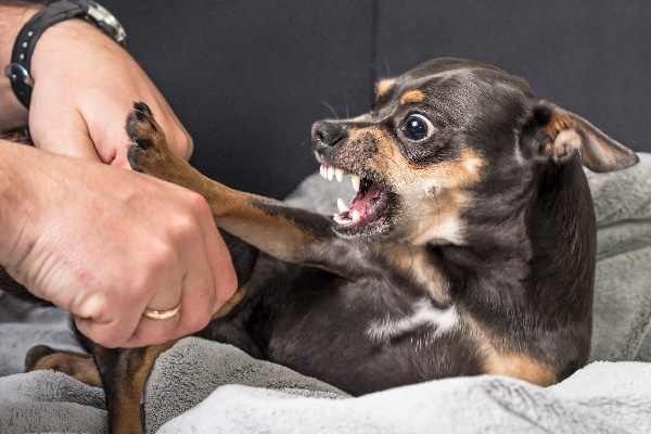 A small, angry dog about to bite. 