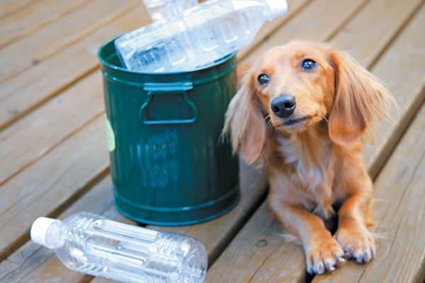 Dachshund sitting with plastic water bottles in a recycle bin.
