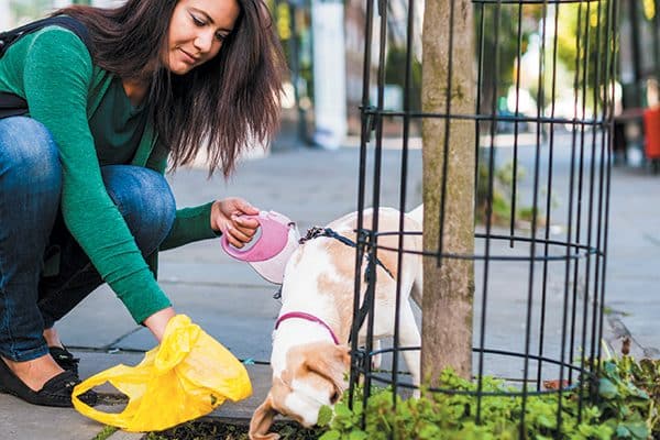 Girl picking up after her dog on a walk.