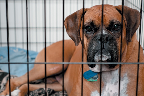 Sad dog in a cage or shelter. Photography ©anitapeeples.com | Getty Images.