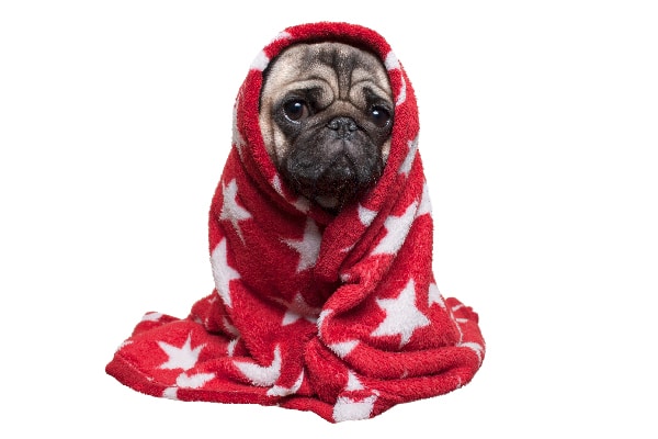 A sick dog wrapped in a towel or blanket.