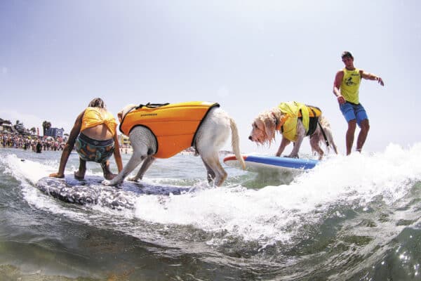Dogs travel from all over to participate in the family-friendly Imperial Beach dog surfing competition.