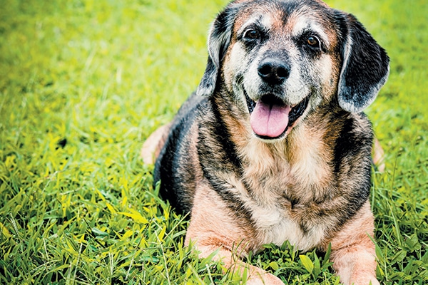 Senior dogs give a whole lot of love. Celebrate Adopt a Senior Dog Month.