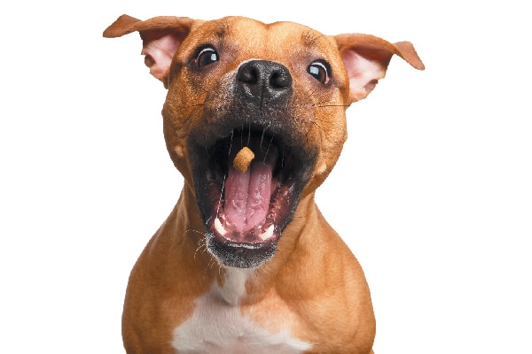 A dog catching a treat in his mouth. 