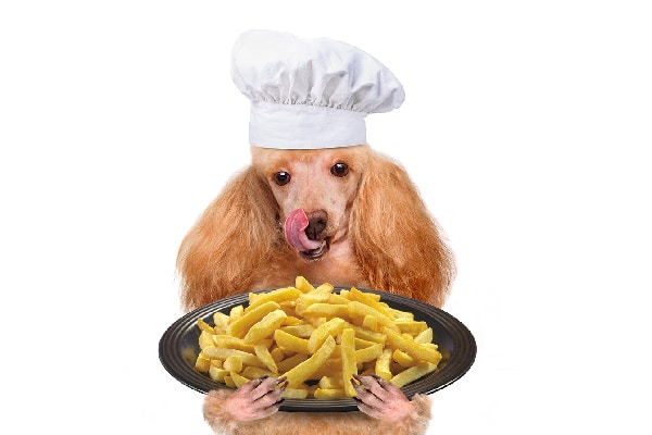 Can Dogs Eat French Fries?