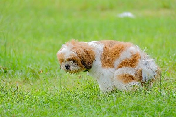A dog squatting or pooping and peeing in a grass field.