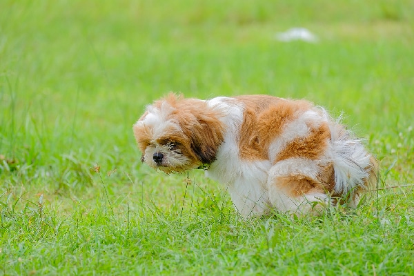 A dog squatting or pooping and peeing in a grass field. 