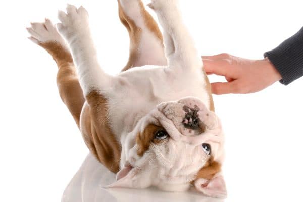 A dog upside down, showing off his stomach.