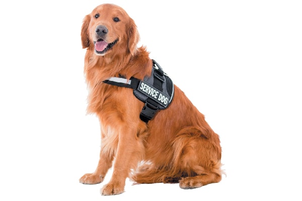 A service dog with a training vest on. Photography ©andresr | Getty Images