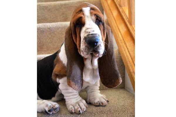 Basset Hound.