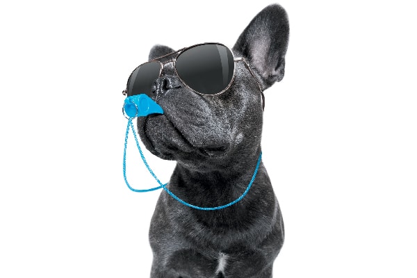 Dog with sunglasses on and a whistle in his mouth.