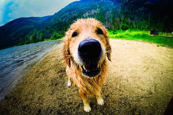 Each year more than 6 million dogs are diagnosed with cancer. The Morris Animal Foundation's Golden Retriever Lifetime Study aims to change this.