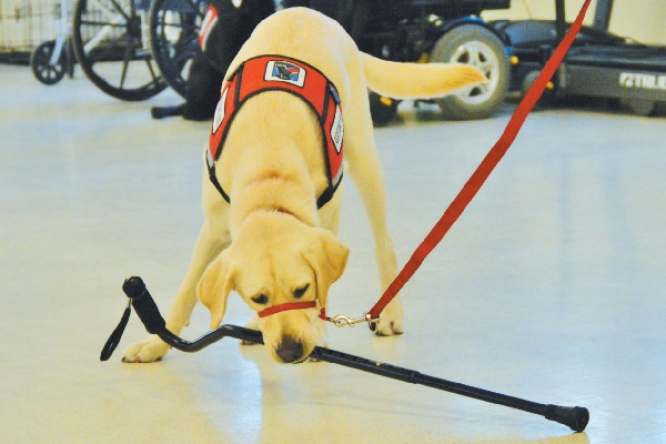 A service dog in training.