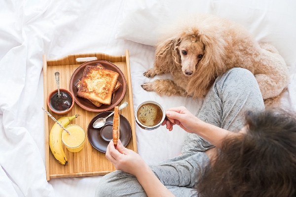 bad food for pups is sourdough bread bad for dogs