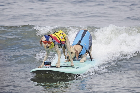 Watch pups catch the wave at the World Dog Surfing Championships at Linda Mar Beach in California.