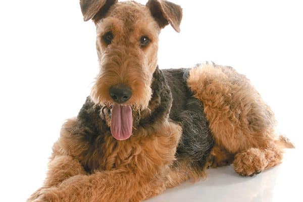 The Airedale terrier may be hardheaded about obedience because of his independent character. Photography ©WilleeCole | Getty Images.