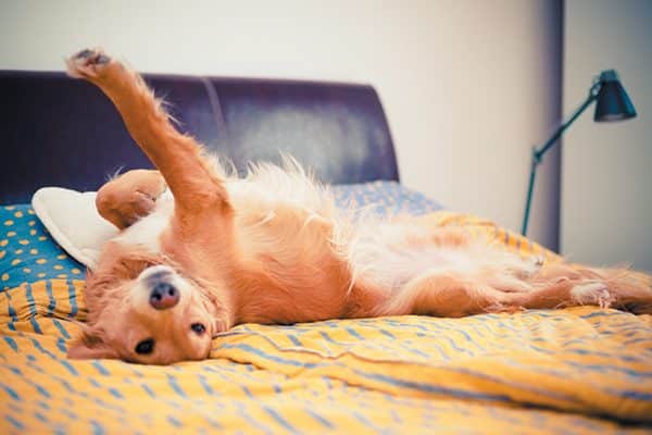 Bigger space might be the reason why your dog is sleeping in bed with you. Photography ©grki | Getty Images.