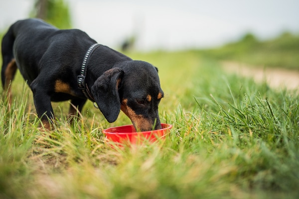 A Dachshund drinking water outside in the grass.