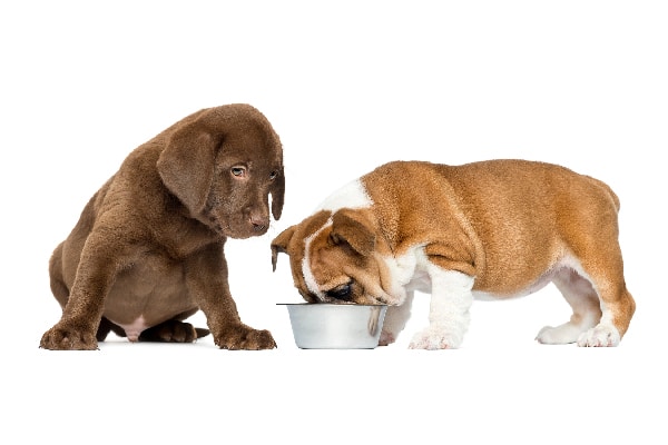 A dog watching another dog eating food out of a food bowl.