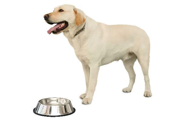 A dog with an empty food or water bowl. 