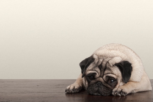 A sick or tired pug lying down on the floor. 